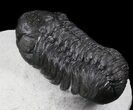 Large Austerops (Phacops) Trilobite #36598-1